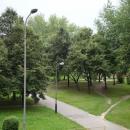 Drzewa na osiedlu Retkinia w Łodzi (1)