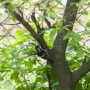 Lesser Spotted Woodpecker Lodz(Poland)(js)01