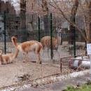 Wikunie familia Lodz Zoo z tabliczka