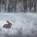 European Hare(js)02