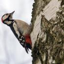 Woodpecker Lodz(Poland)(js)04