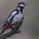 Woodpecker Lodz(Poland)(js)01