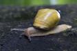 Grove snail, Lodz(Poland)01(js)