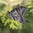 Papilio machaon(js)01