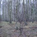 Las brzozowy - panoramio
