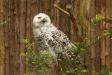 Sowa śnieżna (Bubo scandiacus), łódzkie zoo